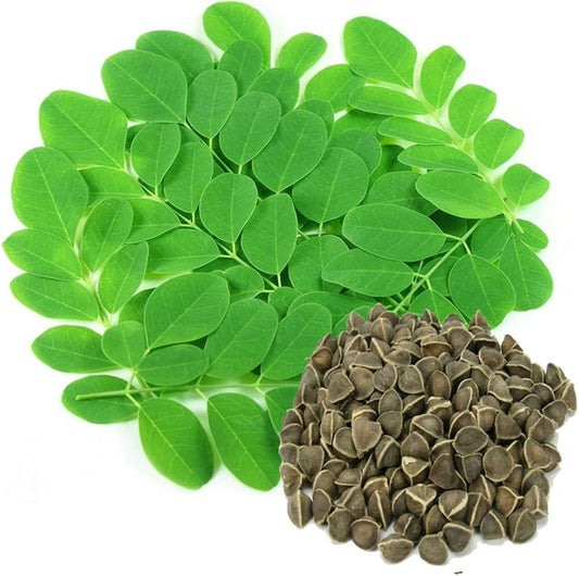 Moringa Moringa oleifera Vegetable Seeds for Planting in Vegetable Patch and Garden for Planting, Premium Seeds | Heirlo