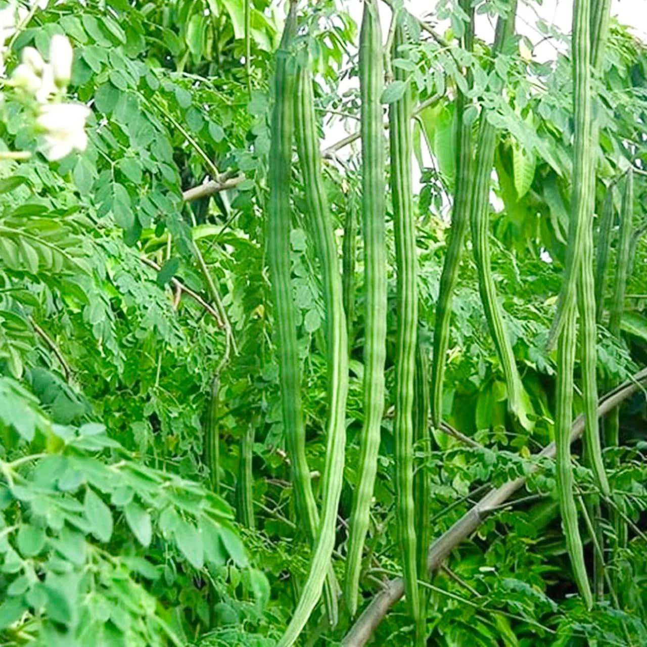 Moringa Seeds - Fast-Growing Drumstick Tree Variety for Planting, Premium Seeds | Heirloom Non-GMO