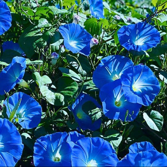 Morning Glory Flower Seeds ¨C Colorful Climbing Blooming Garden Variety