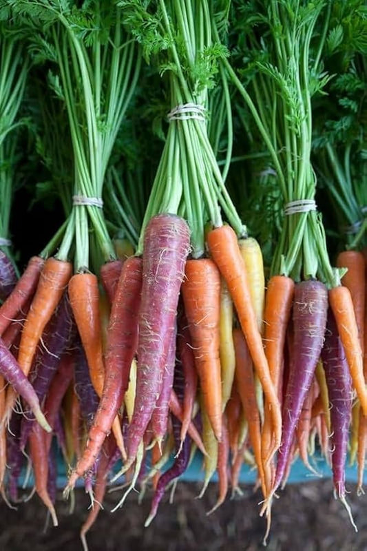 Multi-Colored Carrot Daucus carota Vegetable Seeds for Planting in Vegetable Patch and Garden for Planting, Premium Vege