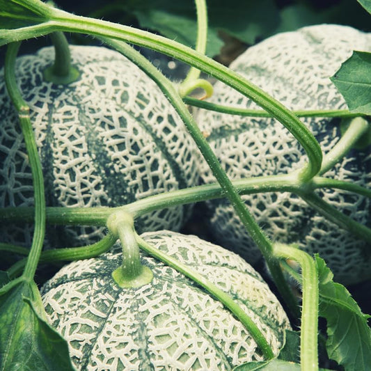 Muskmelon Seeds for Planting Cucumis Melo fruit garden vegetable patch Fruit Seeds for Home Gardens, Raised Beds & Outdoor Growing