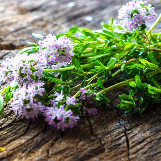 Savory Herb Seeds | Heirloom Non-GMO Herb Seeds for Home Gardens