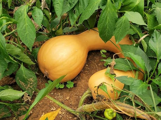 Neck Pumpkin Cucurbita spp Plant Seeds for Planting in Garden and Vegetable Patch for Planting, Premium Seeds | Heirloom
