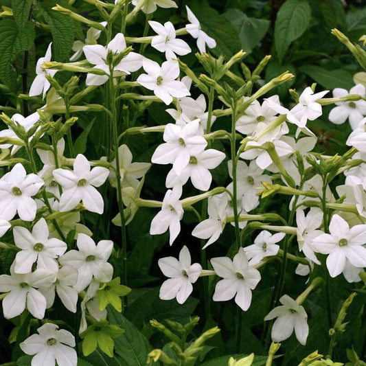 Nicotiana Flower Seeds for Planting ¨C Fragrant Blooming Ornamental Garden Variety Heirloom Non-GMO Seeds