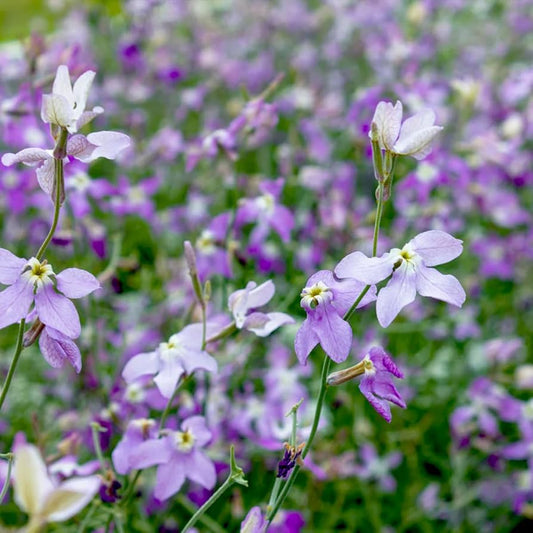 Night Scented Stock Matthiola Bicornis Seeds for Planting Heirloom Non-GMO Seeds