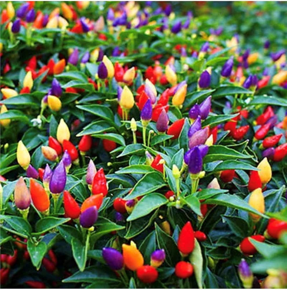 Rainbow Bell Pepper Capsicum annuum Seeds for Planting in Home Gardens for Planting, Premium Vegetable Seeds | Heirloom