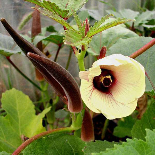Seltene KochenFlowers Okra Red Burgundy Seeds for Planting - Perfect for Vegetable Garden Heirloom Non-GMO Seeds