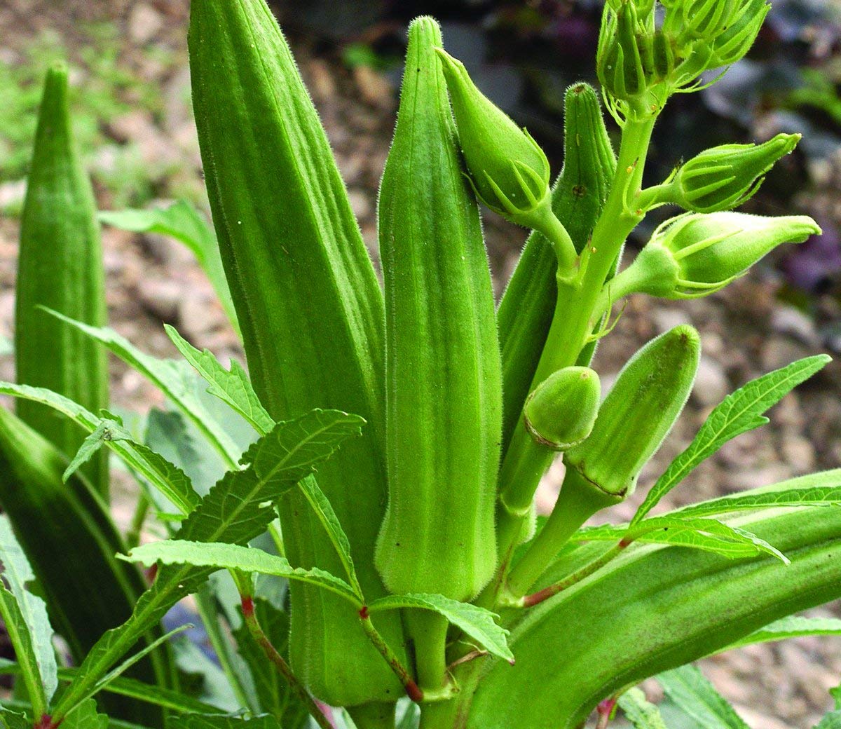 Okra Seeds for Planting Abelmoschus Esculentus vegetable patch kitchen garden for Planting, Premium Vegetable Seeds | He
