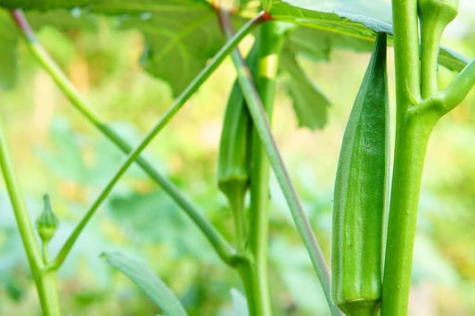 Okra Seeds for Planting Abelmoschus Esculentus vegetable patch home garden for Planting, Premium Vegetable Seeds | Heirl