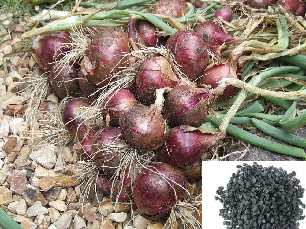 Onion Seeds for Planting Allium Cepa vegetable patch raised bed for Planting, Premium Vegetable Seeds | Heirloom Non-GMO