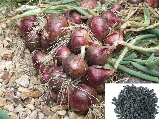 Onion Seeds for Planting Allium Cepa vegetable patch raised bed for Planting, Premium Vegetable Seeds | Heirloom Non-GMO