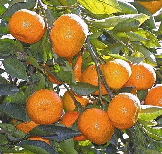 Orange Seeds for Planting Citrus Sinensis urban garden fruit patch Fruit Seeds for Home Gardens, Containers & Outdoor Growing