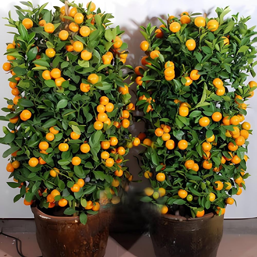Orange Fruit Seeds for Planting Citrus Sinensis orchard home garden Fruit Seeds for Home Gardens, Containers & Outdoor Growing
