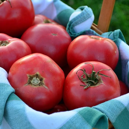 Organic Heirloom Tomato Solanum lycopersicum Vegetable Seeds for Planting in Organic Garden for Planting, Vegetable Seed