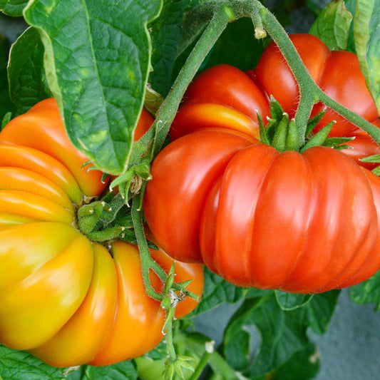 Beefsteak Tomato Seeds ¨C Heirloom Garden Variety