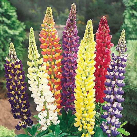 Lupin Flower Seeds ¨C Hardy Perennial Blooming Garden Variety