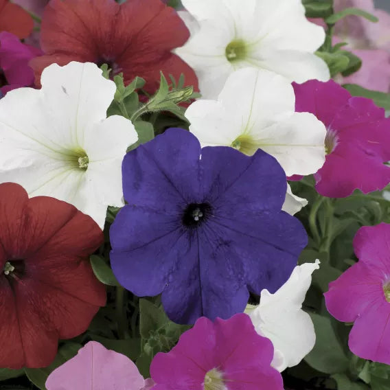 Petunia Flower Seeds for Planting ¨C Vibrant Annual Blooming Garden Variety Heirloom Non-GMO Seeds