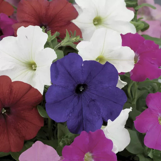 Petunia Flower Seeds for Planting ¨C Vibrant Annual Blooming Garden Variety Heirloom Non-GMO Seeds