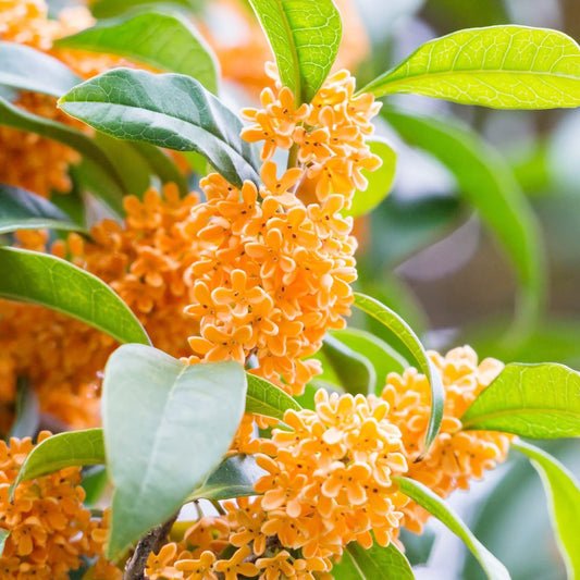 Osmanthus Fragrans Seeds for Planting fragrant garden ornamental bed Heirloom Non-GMO Seeds