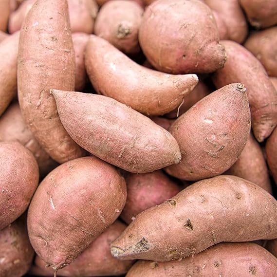 Sweet Potato Ipomoea batatas Vegetable Seeds for Planting in Vegetable Patch for Planting, Premium Seeds | Heirloom Non-