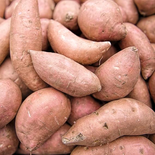 Sweet Potato Ipomoea batatas Vegetable Seeds for Planting in Vegetable Patch for Planting, Premium Seeds | Heirloom Non-