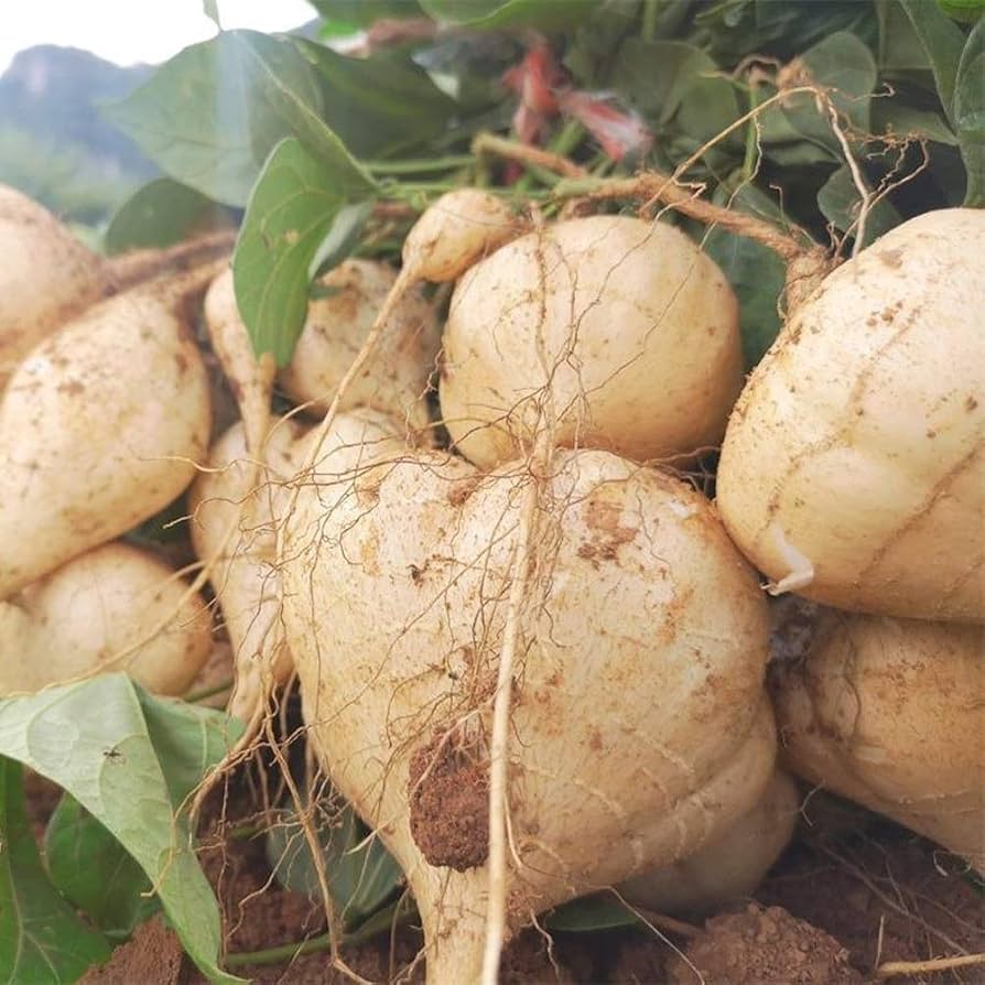 Yam Beans Pachyrhizus erosus Seeds for Planting in Vegetable Patch and Urban Garden for Planting, Premium Vegetable Seed