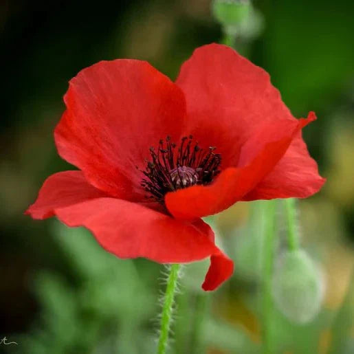 Poppy Flower Seeds ¨C Mixed Colors, Annual & Perennial Varieties