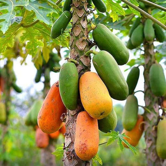 Papaya Carica papaya Fruit Seeds for Planting Tropical Fruit Seeds for Home Gardens, Containers & Outdoor Growing