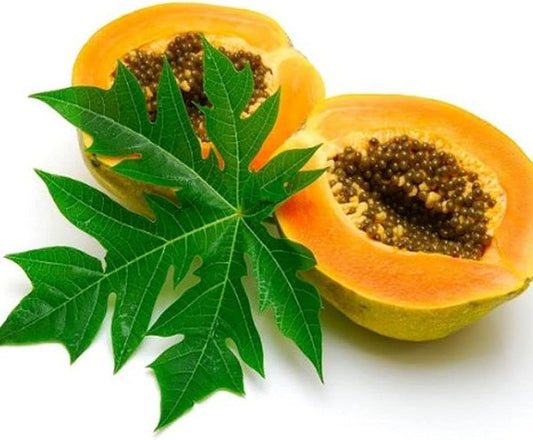 Papaya Seeds for Planting Carica Papaya tropical garden backyard orchard Tropical Fruit Seeds for Home Gardens, Containers & Outdoor Growing