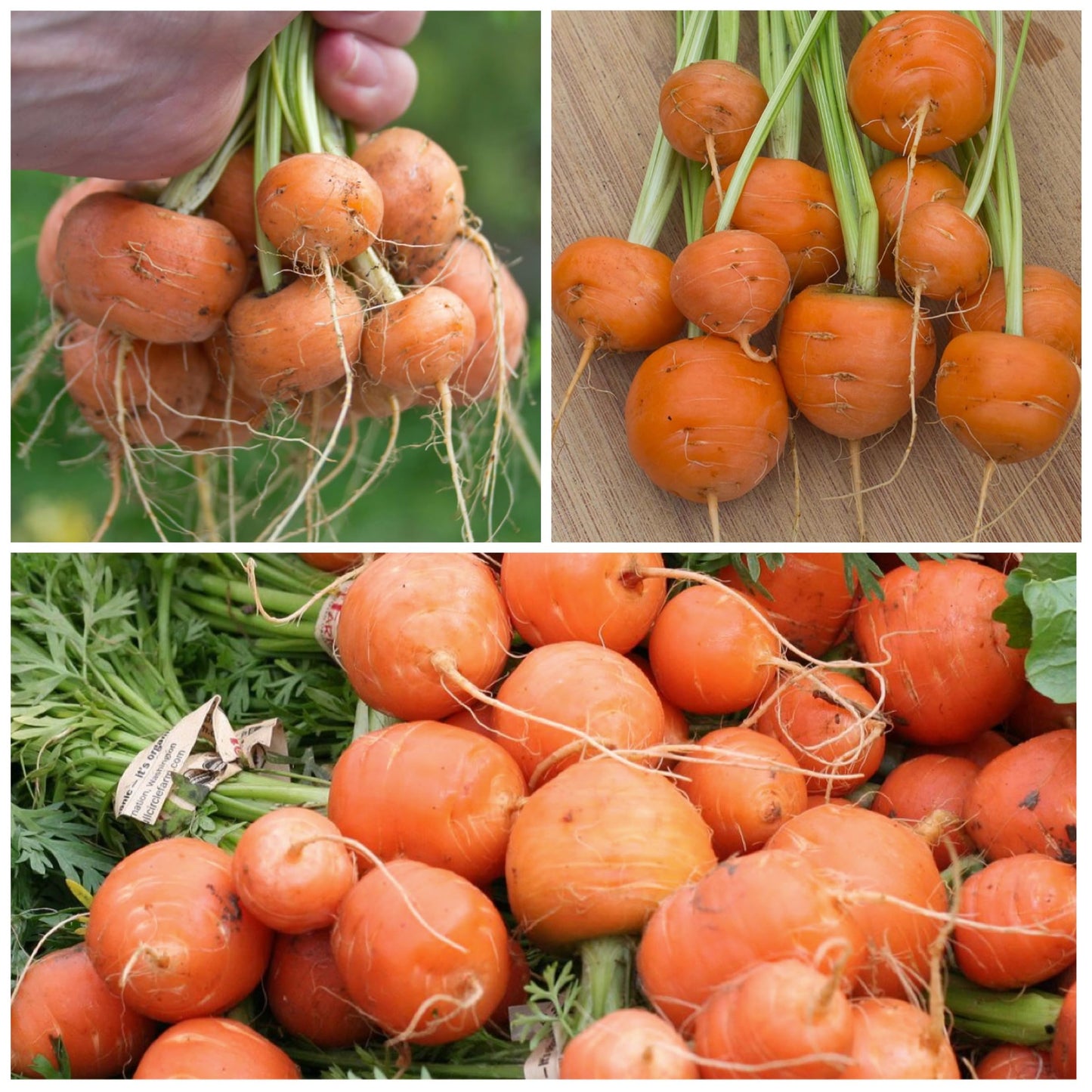 Paris Carrot Daucus carota Vegetable Seeds for Planting in Urban Garden and Vegetable Patch for Planting, Premium Vegeta
