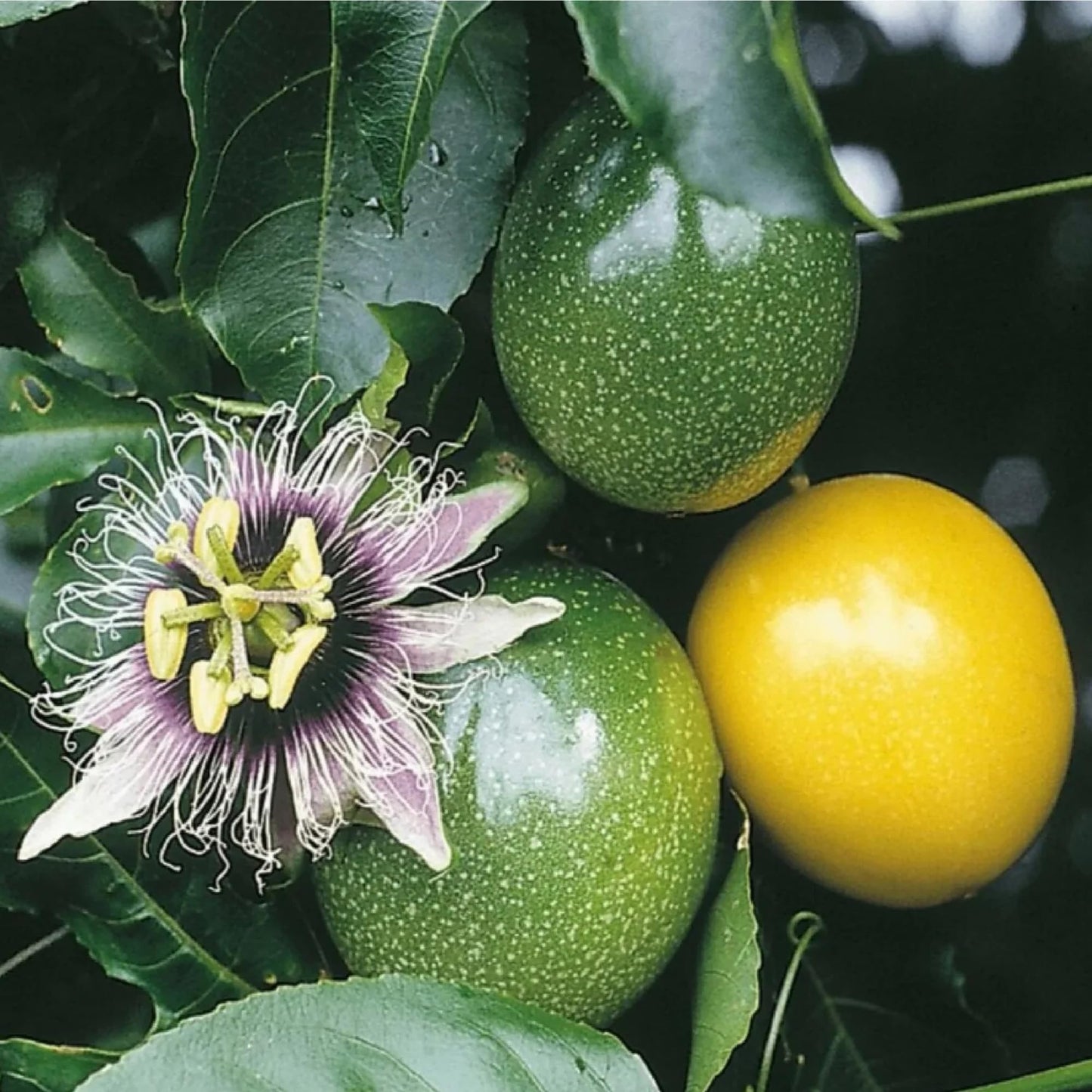 Passion Fruit Passiflora edulis Seeds for Planting Fruit Seeds for Home Gardens, Containers & Outdoor Growing