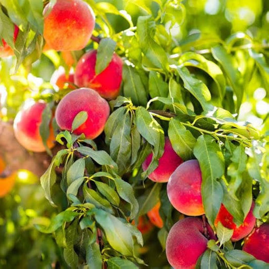 Peach Prunus persica Seeds for Planting for Orchard Fruit Seeds for Home Gardens, Containers & Outdoor Growing