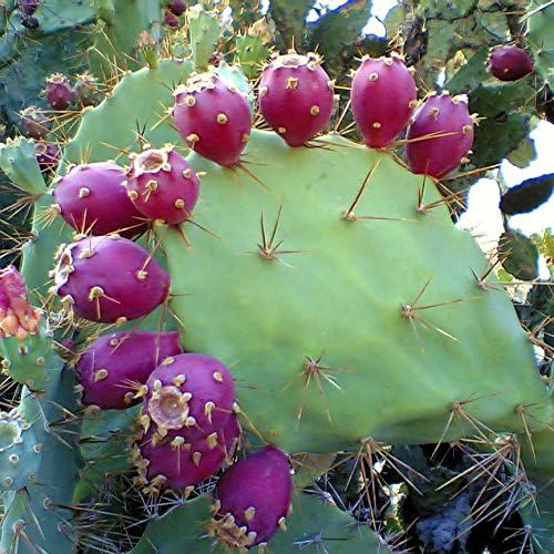 Pear Cactus Opuntia spp Plant Seeds for Planting in Desert Garden Fruit Seeds for Home Gardens, Containers & Outdoor Growing