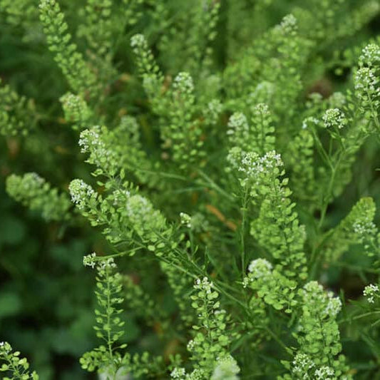 Pepperweed Lepidium virginicum Seeds for Planting in Urban Gardens for Planting, Premium Vegetable Seeds | Heirloom Non-