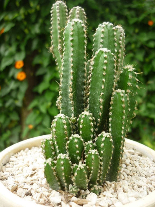 Peruvian Apple Cactus Cereus repandus Seeds for Planting in Desert Garden and Indoor Pots Fruit Seeds for Home Gardens, Containers & Outdoor Growing