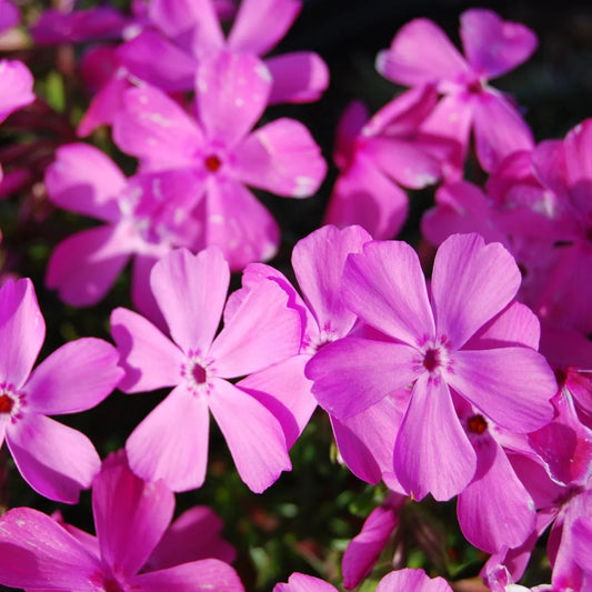 Phlox Flower Seeds for Planting ¨C Mixed Colors, Long-Blooming Garden Variety Heirloom Non-GMO Seeds
