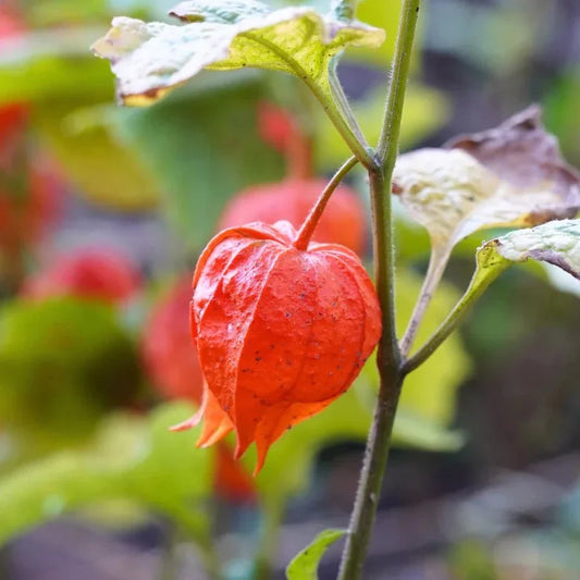 Ground Cherry Seeds Fruit Seeds for Home Gardens, Containers & Outdoor Growing