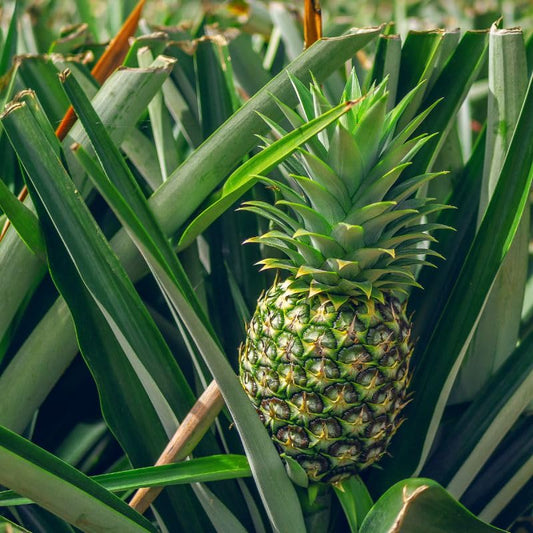 Pineapple Ananas comosus Fruit Seeds for Planting Tropical Fruit Seeds for Home Gardens, Containers & Outdoor Growing