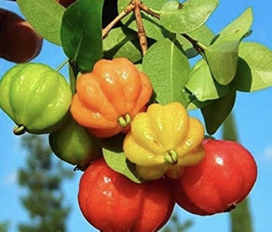 Pitanga Eugenia uniflora Seeds for Planting in Home Orchard and Backyard Garden Fruit Seeds for Home Gardens, Containers & Outdoor Growing