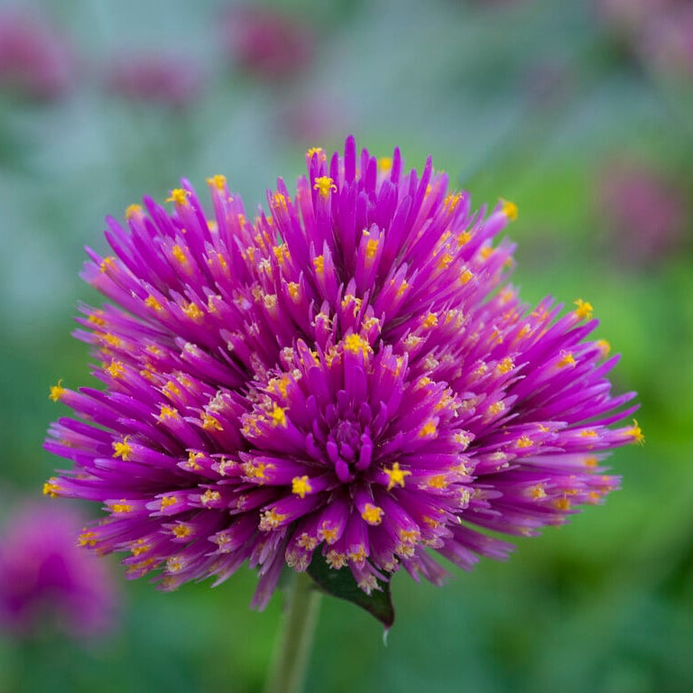 Gomphrena Flower Seeds ¨C Long-Blooming Ornamental Garden Variety