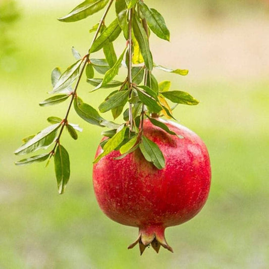 Pomegranate Seeds for Planting Punica Granatum home orchard fruit garden Fruit Seeds for Home Gardens, Containers & Outdoor Growing