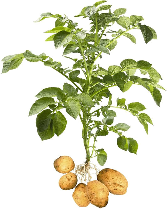 Potato Vegetable Seeds Solanum tuberosum for Planting in Vegetable Patch for Planting, Premium Seeds | Heirloom Non-GMO