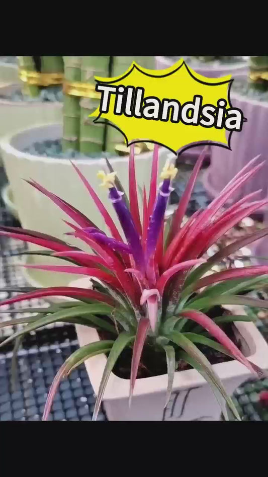 Centaurea cyanus