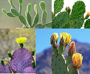 Prickly Pear Cactus Opuntia spp Seeds for Planting in Desert Garden Fruit Seeds for Home Gardens, Containers & Outdoor Growing