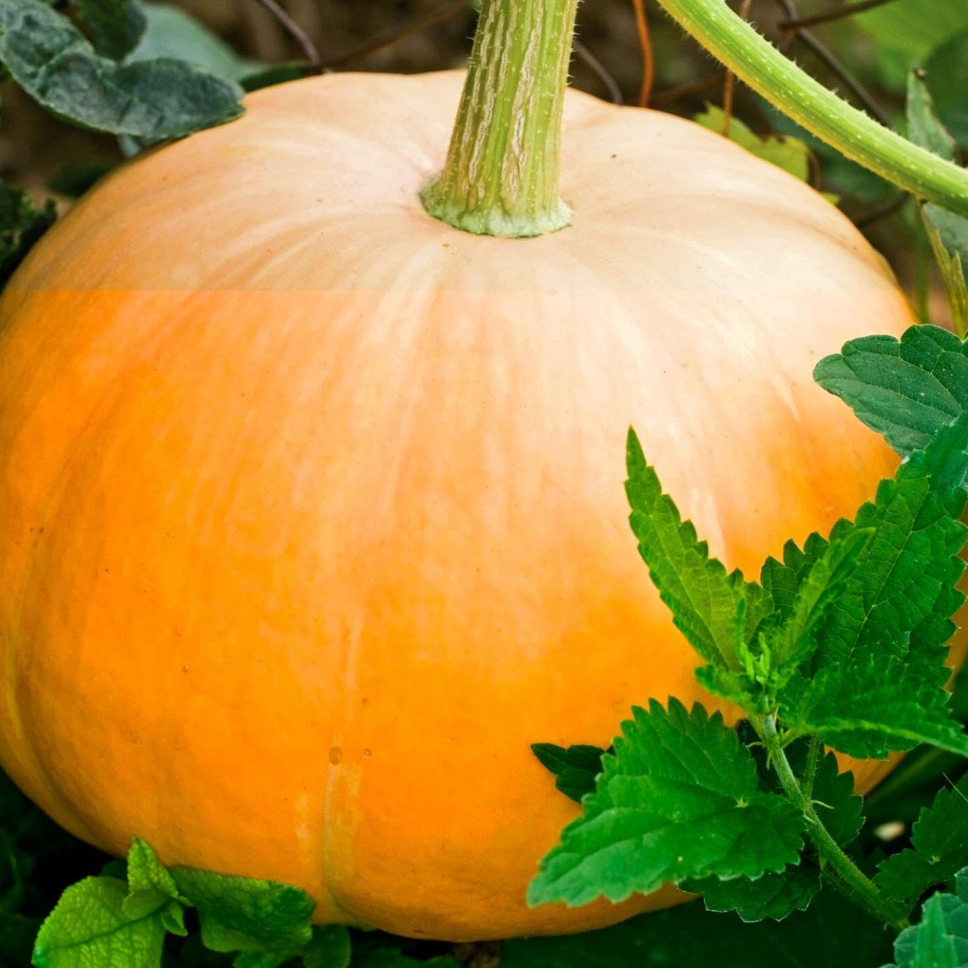 Pumpkin Cucurbita pepo Seeds for Planting in Vegetable Patch and Large Garden for Planting, Premium Seeds | Heirloom Non