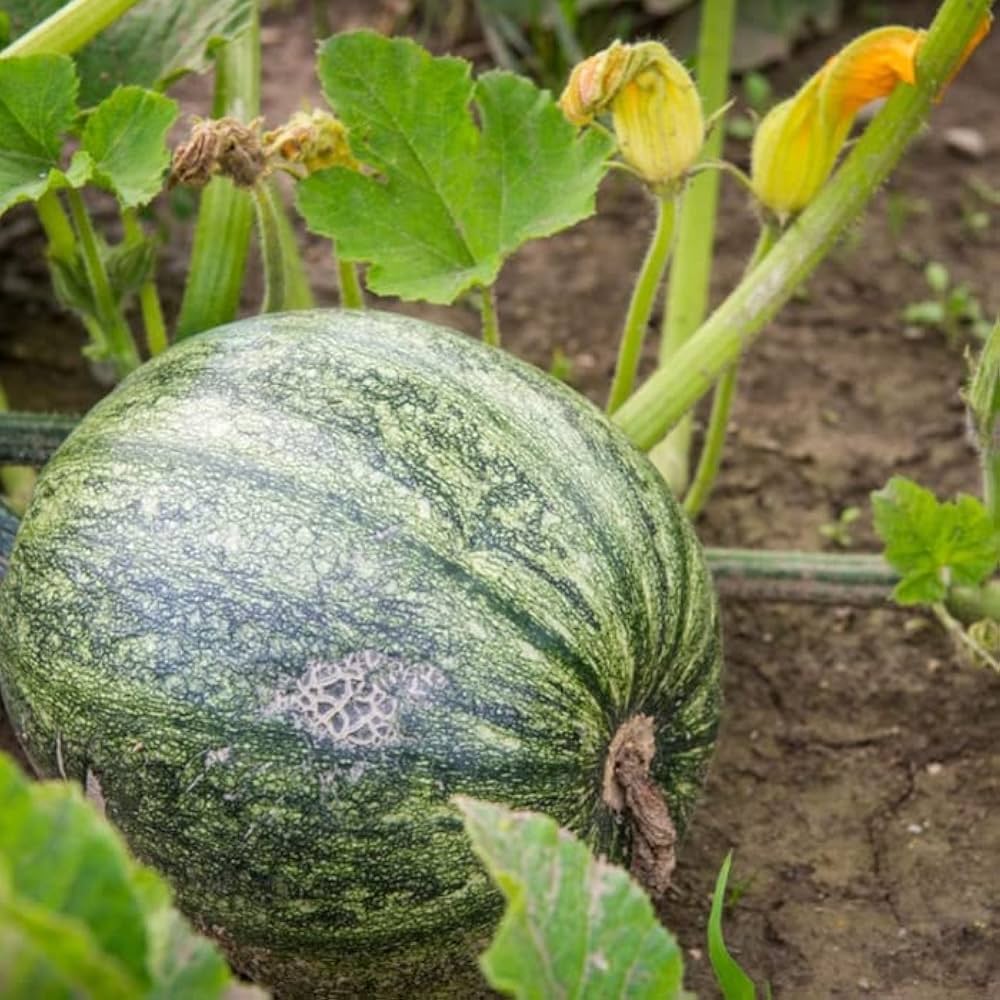 Pumpkin Seeds for Planting Cucurbita Pepo vegetable patch fall garden for Planting, Premium Seeds | Heirloom Non-GMO