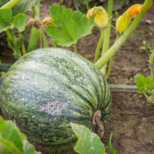 Pumpkin Seeds for Planting Cucurbita Pepo vegetable patch fall garden for Planting, Premium Seeds | Heirloom Non-GMO