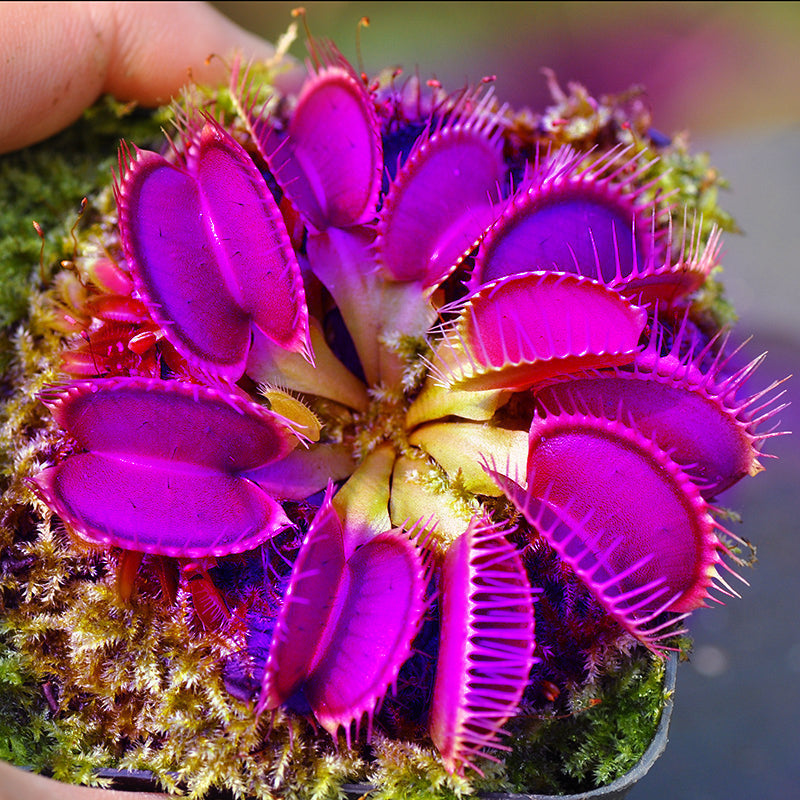 Purple Venus Flytrap | Heirloom Non-GMO Herb Seeds for Home Gardens