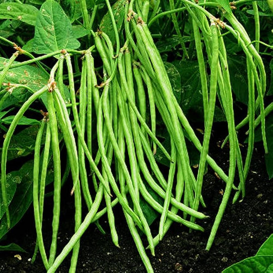 Cowpea Seeds - Southern Garden Variety for Planting, Premium Vegetable Seeds | Heirloom Non-GMO