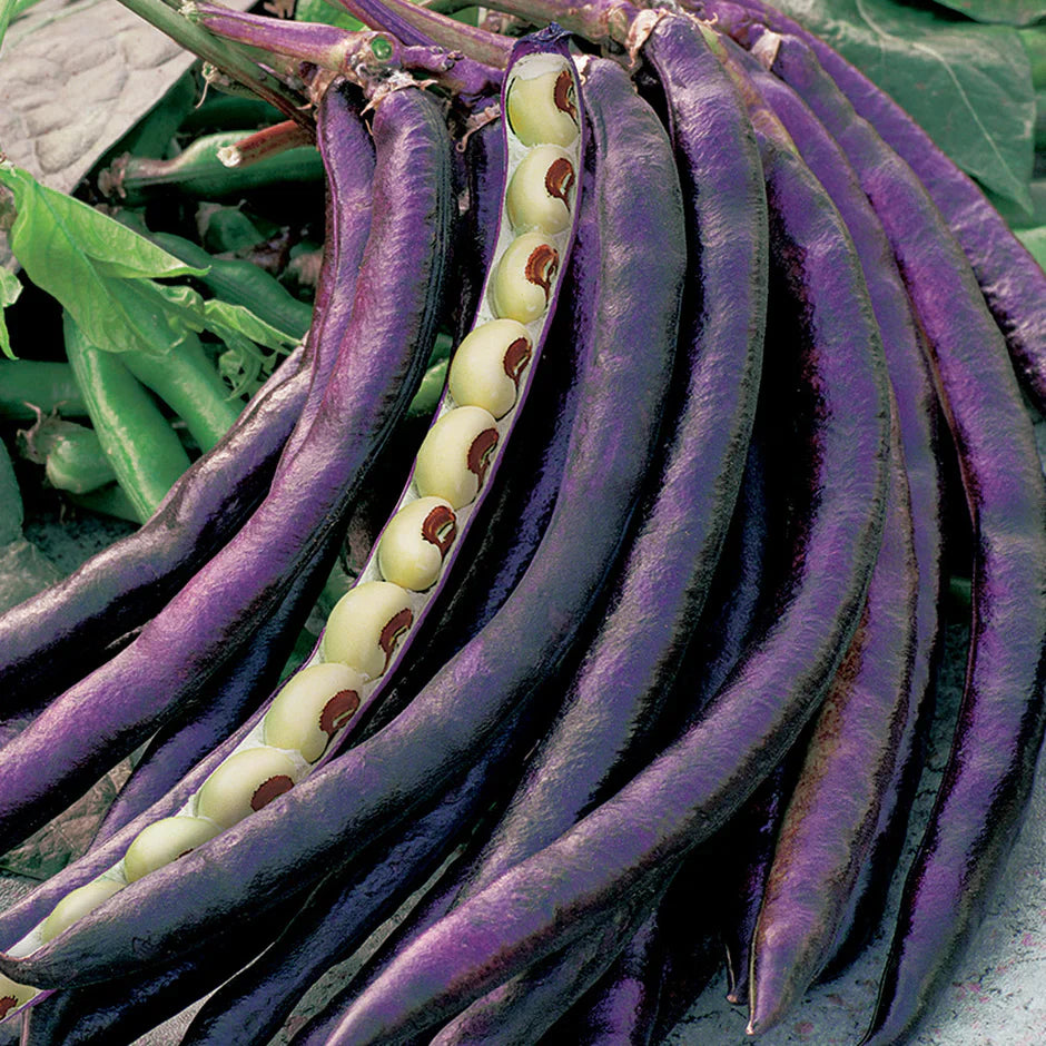 Purple Hull Pea Seeds - Southern Garden Variety for Planting, Premium Vegetable Seeds | Heirloom Non-GMO